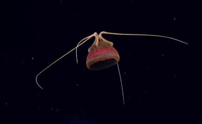 This unusual jellyfish was seen during the 2015 Hohonu Moana: Exploring Deep Waters off Hawaii expedition, on a dive at Deep Twin Ridge within the Johnston Atoll region.