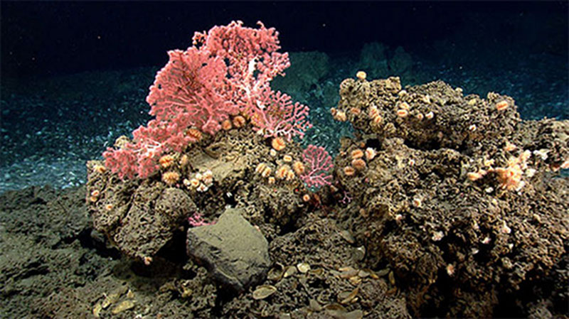 The southeast coast of the U.S. is home to a diversity of habitats that include deep-sea coral and sponge communities and chemosynthetic communities around methane seeps. From May to June 2018, NOAA will explore the extent of these habitats and seek to identify new ones.
