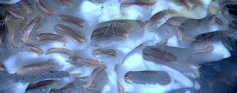 An aggregation of methane ice worms inhabiting a white methane hydrate in the Gulf of Mexico. Studies suggest that these worms eat chemoautotrophic bacteria that are living off of chemicals in the hydrate.