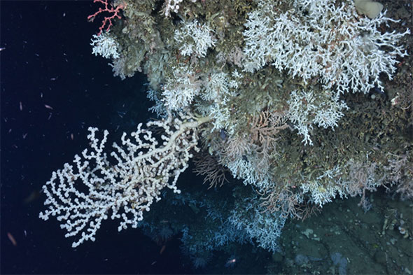 A variety of deep-sea corals found on a ledge in an unnamed “minor” canyon between Heezen and Nygren Canyons, including the stony coral Lophelia pertusa, a large white gorgonian Paragorgia (bubblegum coral) and a small red Paragorgia (upper left), and the gorgonian Primnoa (orange, center).