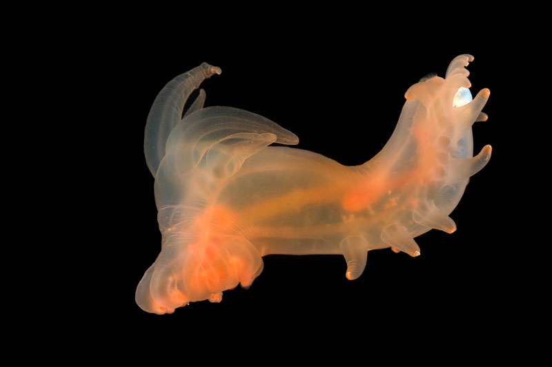 A deep-ocean sea cucumber in the genus Peniagone that was collected during the 2010 ECO-MAR expedition in the Charlie-Gibbs Fracture Zone region.