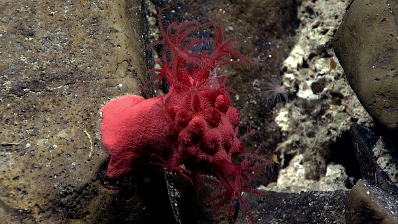 This brightly colored Anthomastus octocoral was observed attached to a rock while exploring an unnamed seamount within the OSPAR Mid-Atlantic Ridge North of the Azores marine protected area during the first dive of the second Voyage to the Ridge 2022 expedition at a depth of 772 meters (2,533 feet).