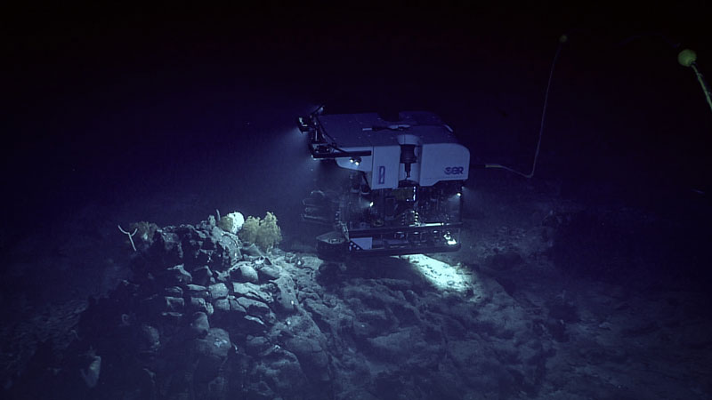 Remotely operated vehicle Deep Discoverer images corals growing on a rocky outcrop during exploration of a seamount informally named "Zenith" on Dive 05 of the second Voyage to the Ridge 2022 expedition.
