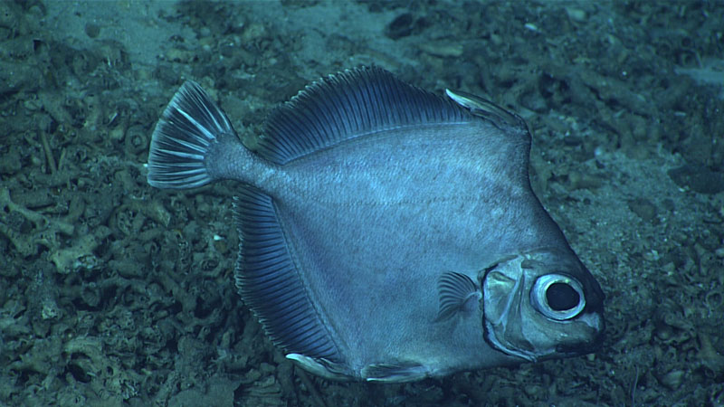 This False Boarfish (Neocyttus helgaethe) was seen at a depth of 824 meters (2,703 feet) during Dive 01 of the second Voyage to the Ridge 2022 expedition. These fish are part of a group of deep-sea fishes that belong to the family Oreostomatidae, commonly referred to as the “oreos.” These fish are common in the North Atlantic and were also frequently observed during the 2021 North Atlantic Stepping Stones: New England and Corner Rise Seamounts. They are known to be “nippers and croppers” of small invertebrates and tend to maneuver and hover close to steep rock faces.