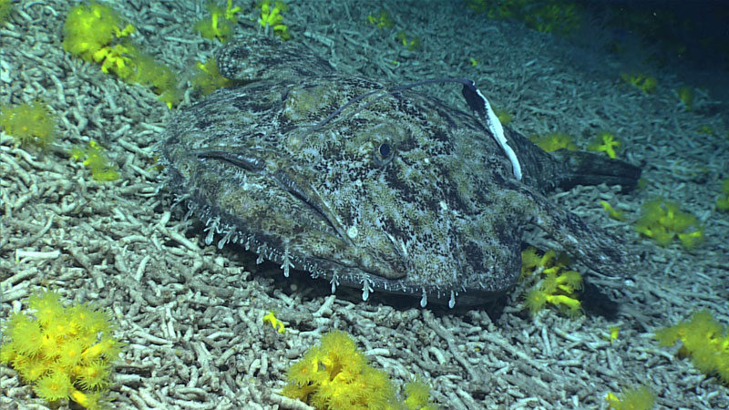 We had a great end to Dive 01 of the second Voyage to the Ridge 2022 expedition – a goosefish sighting! Fish like this one in the family Lophiidae are commonly  associated with the coral rubble that we saw throughout the dive. Goosefish sit absolutely still while waving their lures, then strike with lightning fast speed!