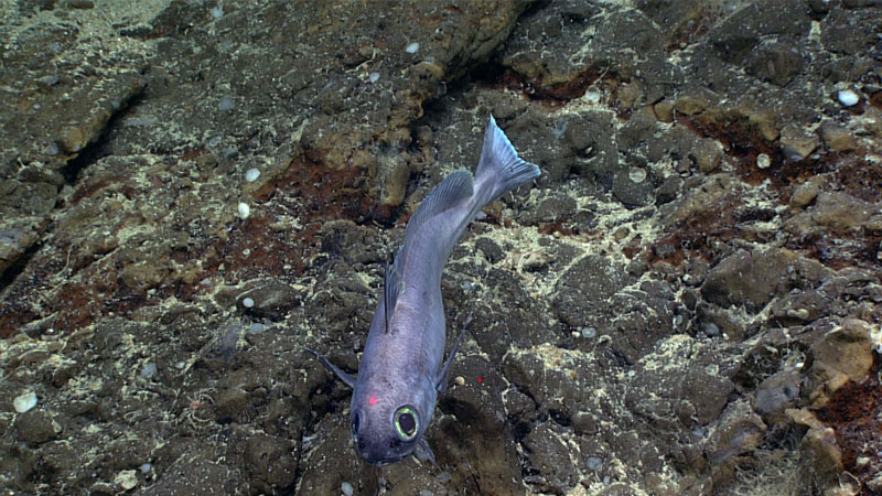 Laemonema is a genus of morid cod. These fish belong to the same family as the North Atlantic codling, family Moridae, but they have a short dorsal fin and very long pelvic rays (feelers used to detect prey). This genus includes several species, all associated with coral and coral rubble habitat. This one was observed head-on at 743 meters (2,438 feet) during the first dive of the second Voyage to the Ridge 2022 expedition.