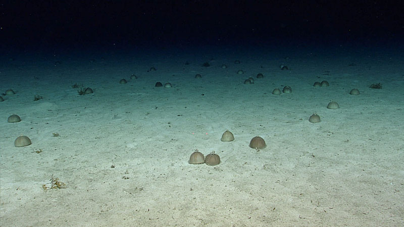 This aggregation of sea urchins, with at least 35 individuals, was a rarely observed phenomenon seen during Dive 08 of the third Voyage to the Ridge 2022 expedition.