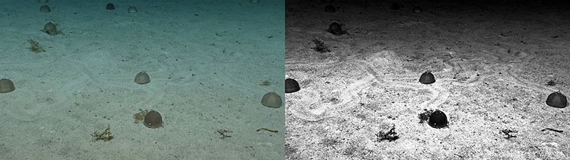 An image of a rarely observed gathering of the deep-sea urchin Conolampas sigsbei, as seen during Dive 08 of the third Voyage to the Ridge 2022 expedition. The black-and-white photo was edited with increased contrast to highlight the trails the sea urchins have made in the soft sediment.