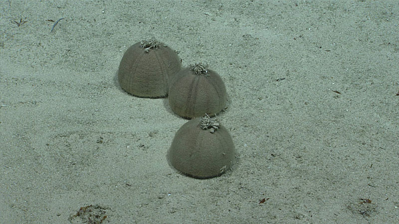 Three individuals of a large group of sea urchins seen during Dive 08 of the third Voyage to the Ridge 2022 expedition. Note the debris “hats” directly on top of the body. Scientists commented that since each individual had debris in exactly this place, it was too consistent to be incidental.