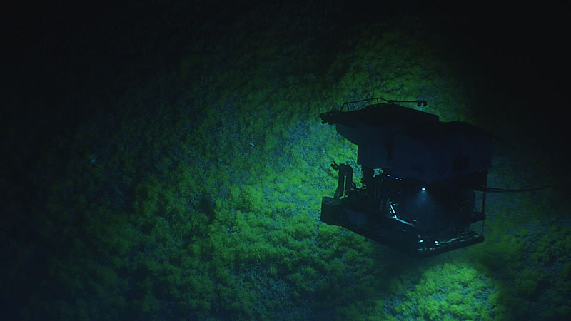 Remotely operated vehicle (ROV) Seirios shines a light on ROV Deep Discoverer as it moves over a field of live, yellow coral in the genus Eguchipsammia during Dive 01 of the second Voyage to the Ridge 2022 expedition.
