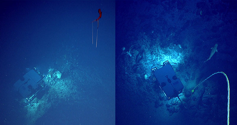 As remotely operated vehicle (ROV) Deep Discoverer is investigating the seafloor, ROV Seirios “watches” from above, catching glimpses of things we'd otherwise miss, such as a whiplash squid (left) and a rather large fish (right), both observed during the second Voyage to the Ridge 2022 expedition.