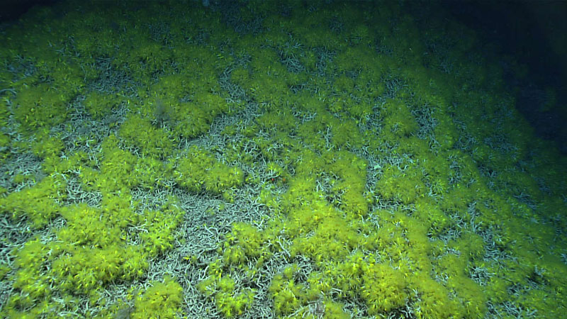 The view throughout much of the first dive of the second Voyage to the Ridge 2022 expedition was brightly colored yellow coral in the genus Eguchipsammia living on top of dead coral rubble, with sponges, black corals, and carrier crabs sprinkled throughout.