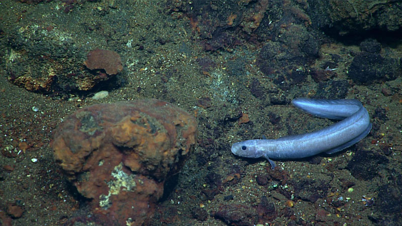 Towards the latter part of Dive 02 of the second Voyage to the Ridge 2022 expedition, at a depth of 2,948 meters (1.83 miles), we observed this zoarcid eel in the genus Pachycara lying on within cobbles and boulders on the seafloor near an inactive hydrothermal vent chimney. These eels are typically found at active vent sites, suggesting that there may have been hydrothermal activity nearby, even if the team couldn’t see it.