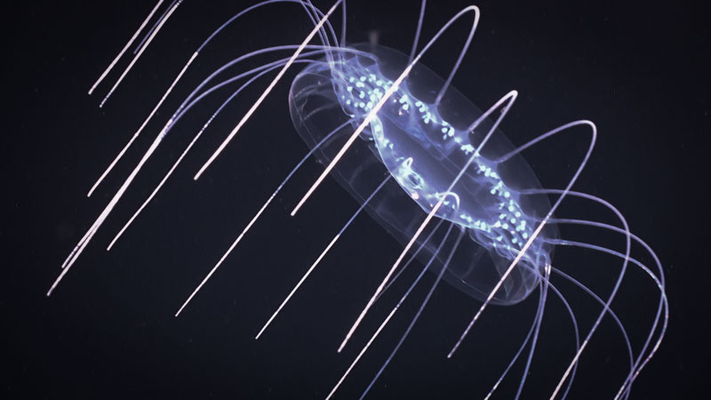 A close look at a beautiful jelly in the genus Solmissus. These jellies are also known as “dinner plate jellies,” for good reason! This observation was made during the final midwater transect of the third dive of the second Voyage to the Ridge 2022 expedition, at 500 meters (1,640 feet) depth.