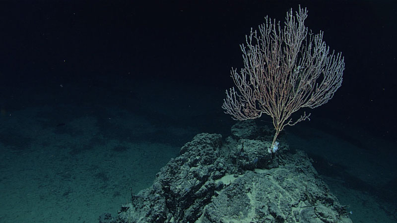 This large colony of bamboo coral (family Isididae) provided habitat for a variety of other marine life. Seen during Dive 04 of the second Voyage to the Ridge 2022 expedition at a depth of 2,570 meters (1.60 miles), this colony measured nearly a meter across and was likely at least a hundred years old.