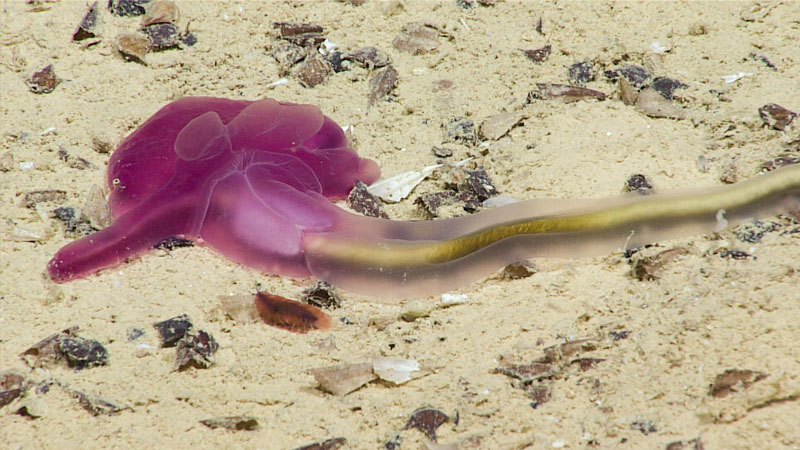 This rosy acorn worm (Yoda purpurata) was seen at 2,706 meters (1.68 miles) depth during the fourth dive of the second Voyage to the Ridge 2022 expedition. These acorn worms are deposit feeders, consuming sediment and digesting organic matter from it; note the sediment-filled intestine of the acorn worm pictured here.