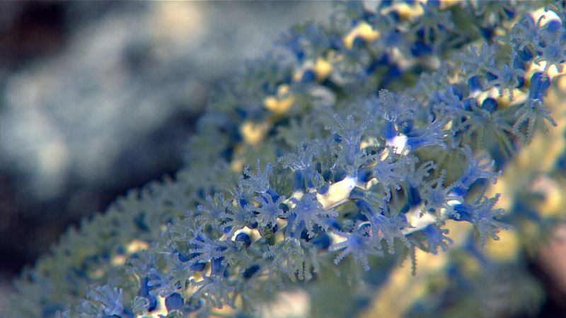 Seen during Dive 06 of the second Voyage to the Ridge 2022 expedition at a depth of 1,756 meters (5,761 feet), this octocoral in the family Plexauridae displayed an unusual blue and yellow color combination that scientists participating in the dive had not seen previously. The team collected a sample of the coral for later identification.