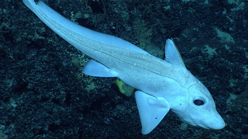This chimaera swam slowly past the remotely operated vehicle, giving us a good view of the lateral lines running across its head that allow it to detect pressure waves (like our ears). The dotted-looking lines near the fish’s mouth are called “ampullae of Lorenzini” and they can detect perturbations in electrical fields generated by living organisms. This encounter took place at a depth of 1,735 meters (5,962 feet) during Dive 06 of the second Voyage to the Ridge 2022 expedition.