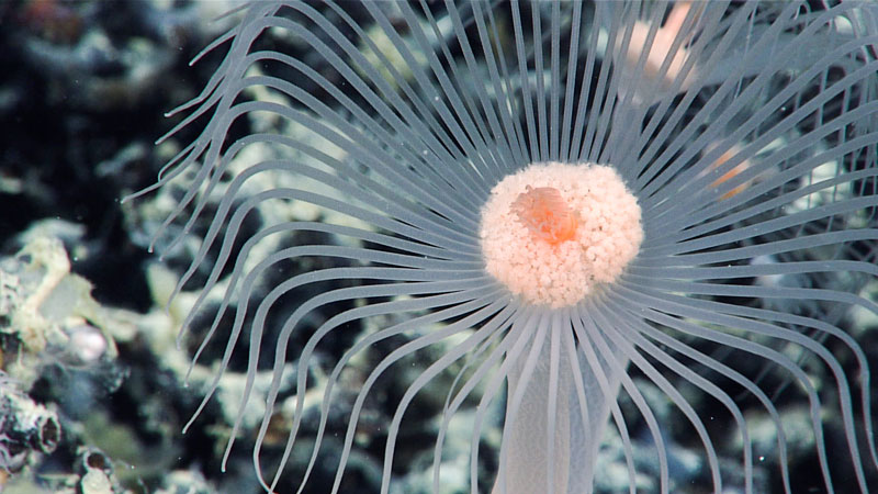 A beautiful hydroid observed at 1,749 meters (5,738 feet) depth during Dive 06 of the second Voyage to the Ridge 2022 expedition with its long tentacles extended into the water to catch prey drifting by and bring the catch towards its centrally located mouth.