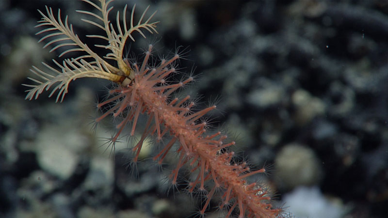 While exploring at a depth of 1,754 meters (5,755 feet) during Dive 06 of the second Voyage to the Ridge 2022 expedition, this yellow stalked crinoid was observed overgrown by a pink colonial hydrozoan. This is yet another example of how some organisms in the deep ocean can serve as habitat for other organisms.