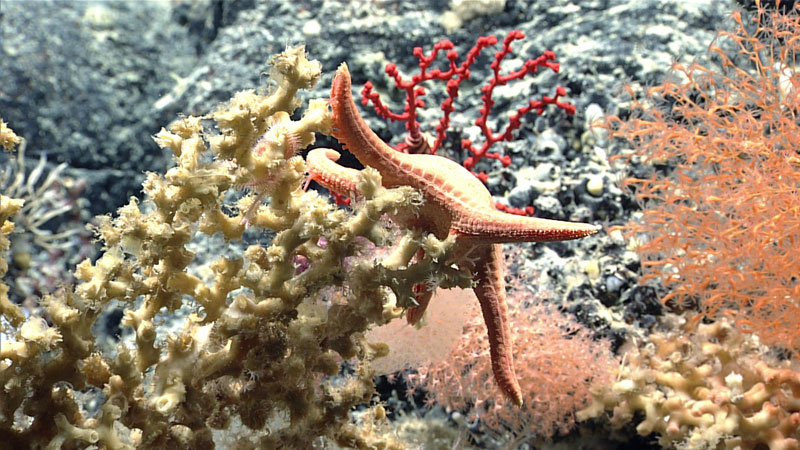 Sea stars are common predators of coral in the deep ocean. We observed this one feasting on a stony coral during the sixth dive of the second Voyage to the Ridge 2022 expedition at 1,755 meters (5,758 feet) depth. Sea stars feed by everting their stomachs from their mouths and extending them over corals, dining on a coral’s polyps and tissue.