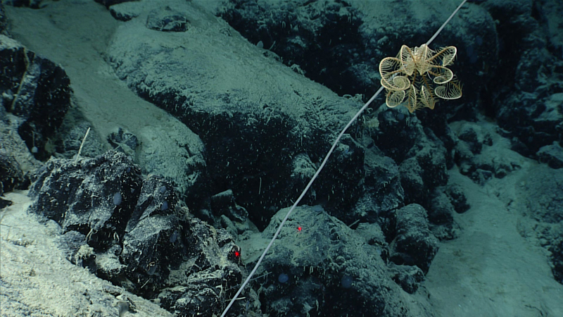 We observed this crinoid growing on the rather tall stalk of a glass sponge during Dive 07 of the second Voyage to the Ridge 2022 expedition at a depth of 3,241 meters (2.01 miles).
