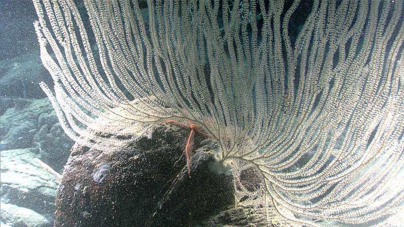 A large colony of a primnoid octocoral seen growing on a pillow lava at a depth of 3,190 meters (1.98 miles), observed on the seventh dive of the second Voyage to the Ridge 2022 expedition. A sample was taken earlier on the dive from another colony likely of the same species.