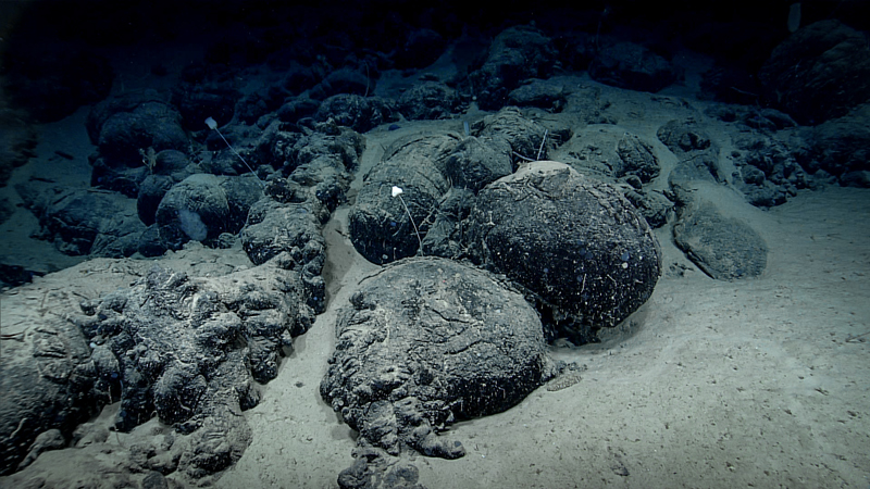 Several stalked glass sponges grow on the surface of pillow lobes dusted with fine sediment. Seen during Dive 07 of the second Voyage to the Ridge 2022 expedition at a depth of 3,180 meters (1.98 miles).