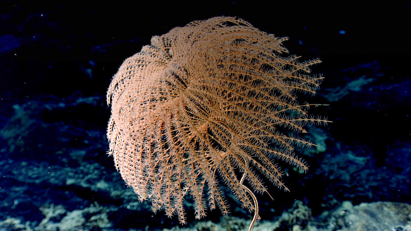 The characteristic spiral of the beautiful Iridigorgia coral is apparent in this image. This coral was seen at a depth of 1,163 meters (3,816 feet) growing on a large outcrop of basaltic debris, or talus, during Dive 08 of the second Voyage to the Ridge 2022 expedition.