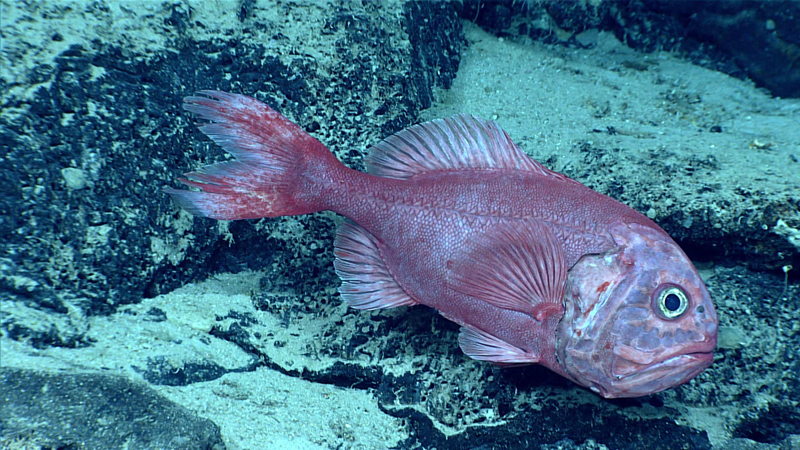 This rather grumpy-looking orange roughy was observed at a depth of 1,205 meters (3,953 feet) during Dive 08 of the second Voyage to the Ridge 2022 expedition. Orange roughy are slow-growing fish and this one could be at least 100 years old based on its size.
