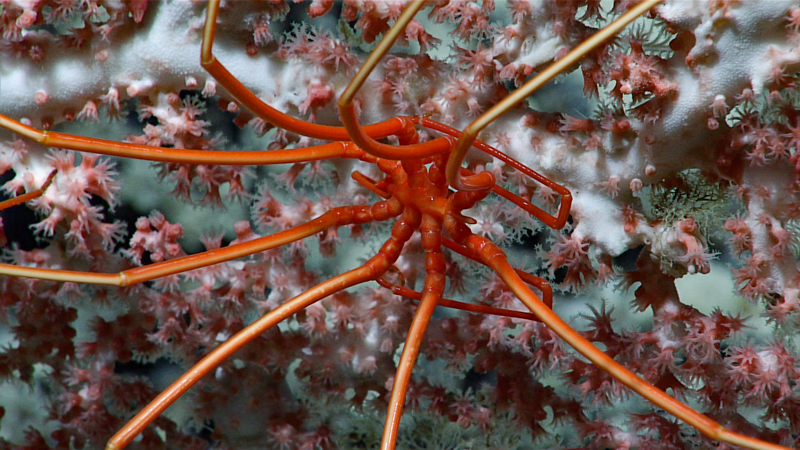 This sea spider, or pycnogonid, was seen on a large coral in the genus Hemicorallium during Dive 08 of the second Voyage to the Ridge 2022 expedition at a depth of 1,166 meters (3,825 feet). While we did not actively observe this sea spider snacking on the coral, sea spiders are known predators of coral polyps.