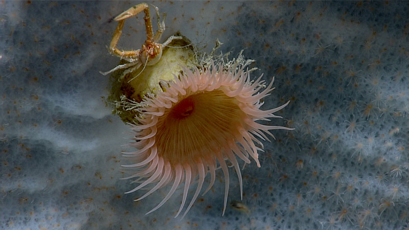 While exploring at a depth of 1,453 meters (4,767 feet) during the ninth dive of the second Voyage to the Ridge 2022 expedition, we encountered a beautiful glass sponge that was serving as habitat for a wide range of organisms, including this galatheoid squat lobster perched in front of an anemone.