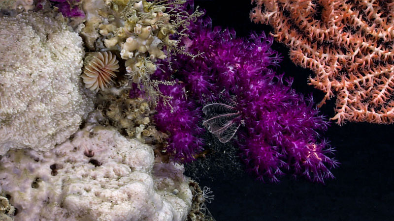 We encountered a colorful rainbow of marine life throughout much of Dive 09 of the second Voyage to the Ridge 2022 expedition! Just within the scene pictured here, we imaged crinoids, gastropods, stony corals, octocorals, brittle stars, and more.