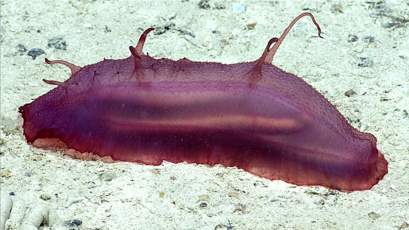 A purple sea cucumber rests on the seafloor at a depth of 1,920 meters (6,299 feet). It was observed during Dive 10 of the second Voyage to the Ridge 2022 expedition.
