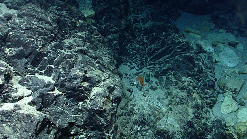 A fractured basalt wall exhibiting radial fractures seen during the first dive of the third Voyage to the Ridge 2022 expedition. In the foreground, a sea cucumber can be seen swimming by.