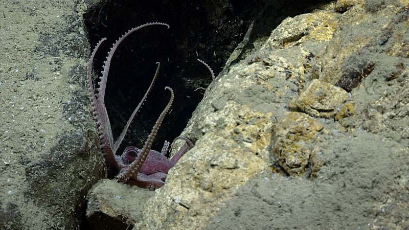 A cirrate octopod, possibly Muusoctopus januarii, seen during the first dive of the third Voyage to the Ridge 2022 expedition.