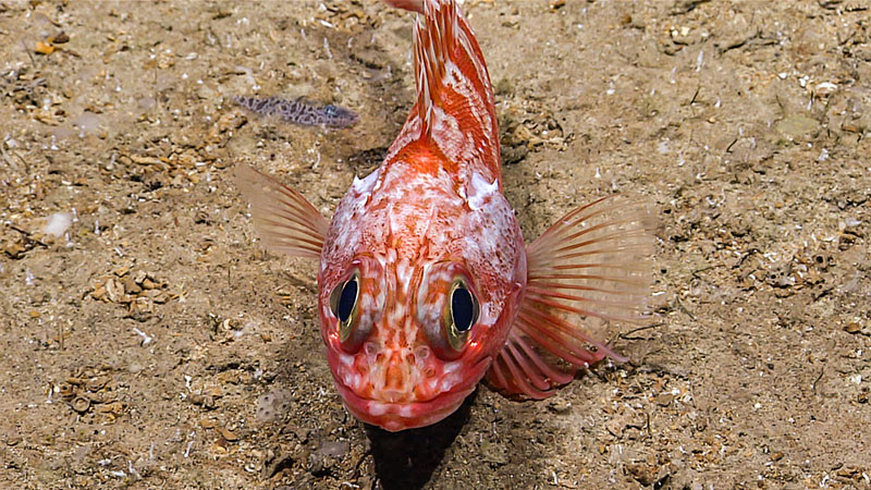 A type of scorpionfish, likely a rosefish, seen during Dive 02 of the third Voyage to the Ridge 2022 expedition, east of Formigas Rift.