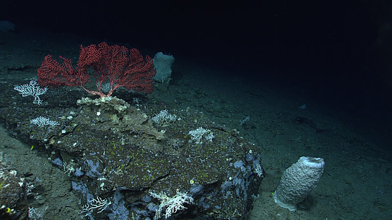 The seafloor and associated life seen during Dive 02 of the third Voyage to the Ridge 2022 expedition, east of Formigas Rift, including two large Haliclona magna sponges, encrusting demosponges, and large bubblegum coral (Paragorgia sp.).