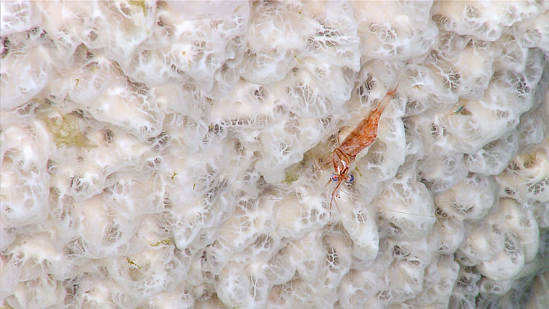 A shrimp on the surface of a large sponge seen during Dive 02 of the third Voyage to the Ridge 2022 expedition, east of Formigas Rift.