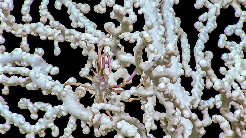 A spider crab seen feeding atop a Paragorgia coral during Dive 02 of the third Voyage to the Ridge 2022 expedition, east of Formigas Rift.