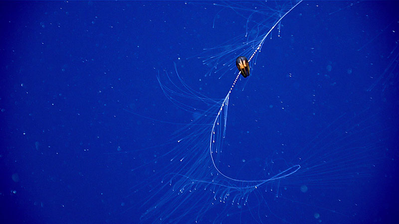 A comb jelly seen during a mid-water transect on Dive 03 of the third Voyage to the Ridge 2022 expedition.