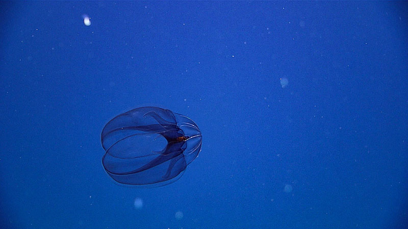 A ctenophore seen during a mid-water transect on Dive 03 of the third Voyage to the Ridge 2022 expedition.