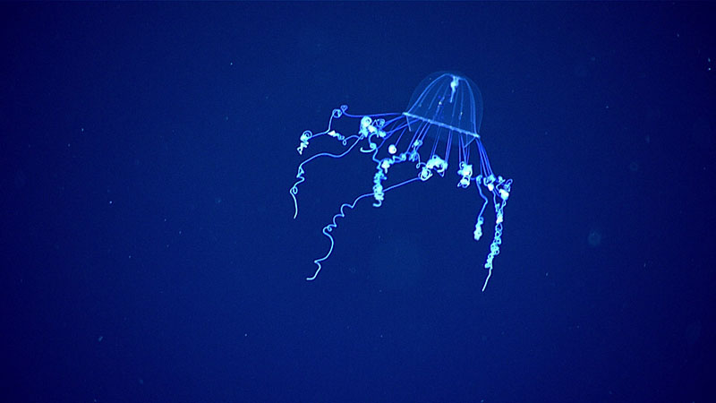 A silky medusa, Colobonema sericeum, seen during a mid-water transect on Dive 03 of the third Voyage to the Ridge 2022 expedition.