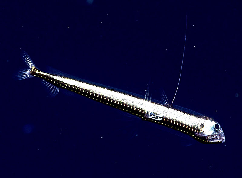 A Dana viperfish, Chauliodus danae, seen during a mid-water transect on Dive 03 of the third Voyage to the Ridge 2022 expedition.
