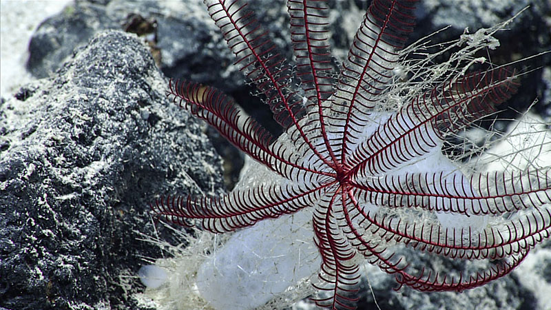 A dark red crinoid perched atop a sponge that has colonized another dead sponge, seen during Dive 04 of the third Voyage to the Ridge 2022 expedition.