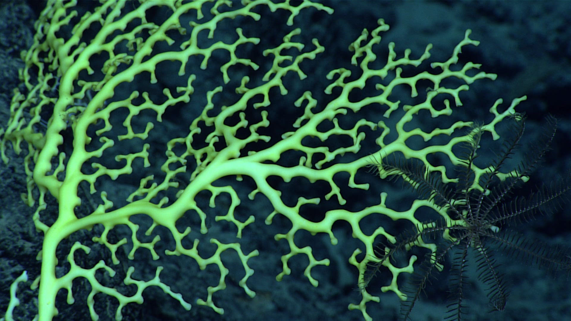 A live colony of the scleractinian coral Enallopsammia (possibly E. rostrata), with a dark crinoid on its branches as seen during Dive 04 of the third Voyage to the Ridge 2022 expedition.