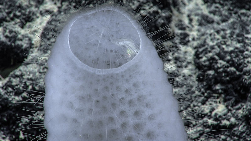 A glass sponge observed with two small shrimp inside its body cavity seen during Dive 04 of the third Voyage to the Ridge 2022 expedition.