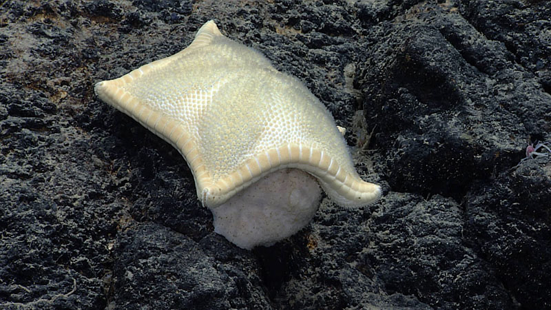 A cookie sea star, in the genus Plinthaster, feeding on a demosponge, as seen during Dive 04 of the third Voyage to the Ridge 2022 expedition.