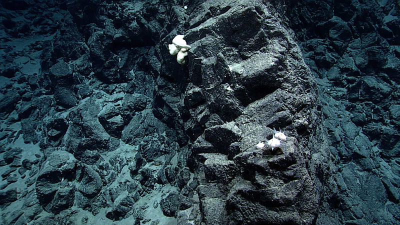 Fragmented massive and pillow flow structures at the base of an outcrop seen during Dive 04 of the third Voyage to the Ridge 2022 expedition.