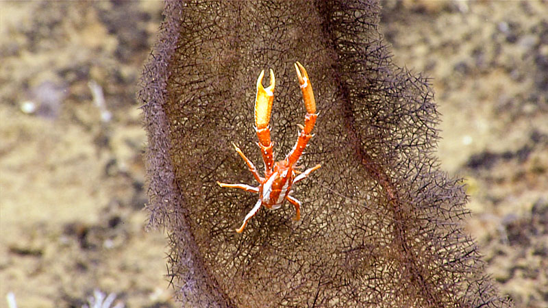 This squat lobster, perched atop a black coral, was seen during Dive 05 of the third Voyage to the Ridge 2022 expedition.